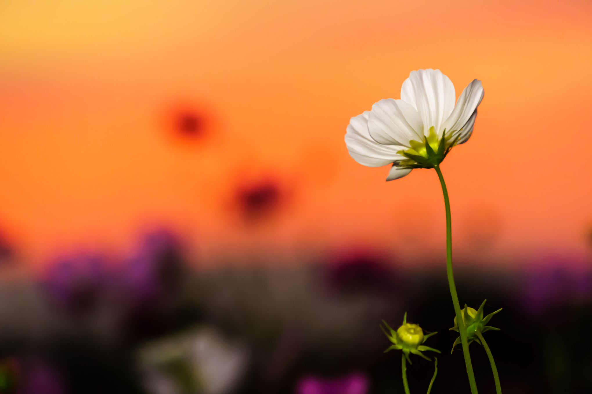 White cosmos on field in twilight